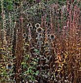 ECHINOPS RITRO IN AUTUMN
