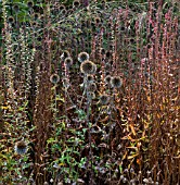 ECHINOPS RITRO IN AUTUMN