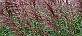 MISCANTHUS SINENSIS GRACILLIMUS