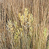 ORNAMENTAL GRASSES