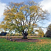 ACER SACCHARUM