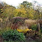 BORDERS IN AUTUMN, ORNAMENTAL GRASSES AND SEEDHEADS AT TRENTHAM GARDENS DESIGNED BY PIET OUDOLF