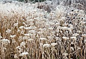 FROSTED BORDERS OF HEBACEOUS PERENNIALS AND ORNAMENTAL GRASSES DESIGNED BY PIETER OUDOLF AT TRENTHAM GARDENS