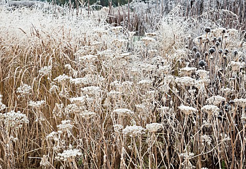 FROSTED_BORDERS_OF_HEBACEOUS_PERENNIALS_AND_ORNAMENTAL_GRASSES_DESIGNED_BY_PIETER_OUDOLF_AT_TRENTHAM