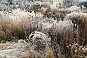 FROSTED BORDERS OF HEBACEOUS PERENNIALS AND ORNAMENTAL GRASSES DESIGNED BY PIETER OUDOLF AT TRENTHAM GARDENS