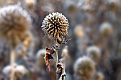 FROSTED SEEDHEAD OF ECHINOPS