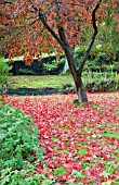 ACER PALMATUM ATROPURPUREA IN AUTUMN