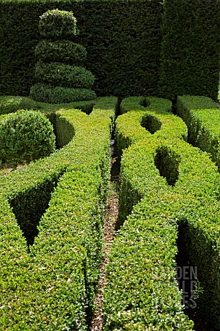 BUXUS_SEMPERVIRENS_TOPIARY_IN_THE_KNOT_GARDEN_AT_WILKINS_PLECK