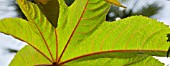 UNDERSIDE OF LEAF OF RICINUS COMMUNIS