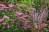 ACHILLEA CERISE QUEEN