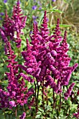 ASTILBE CHINENSIS VISIONS IN RED