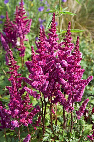 ASTILBE_CHINENSIS_VISIONS_IN_RED
