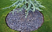 CIRCLE OF GREY SLATE MULCH UNDER ABIES AT WILKINS PLECK