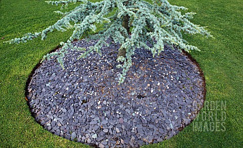 CIRCLE_OF_GREY_SLATE_MULCH_UNDER_ABIES_AT_WILKINS_PLECK