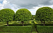 TOPAIRY BUXUS AND PRUNUS LUSITANICA WITH CLEMATIS JACKMANII AT WILKINS PLECK