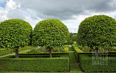 TOPAIRY_BUXUS_AND_PRUNUS_LUSITANICA_WITH_CLEMATIS_JACKMANII_AT_WILKINS_PLECK