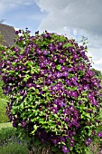 CLEMATIS JACKMANII