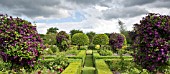 TOPAIRY BUXUS AND PRUNUS LUSITANICA WITH CLEMATIS JACKMANII AT WILKINS PLECK