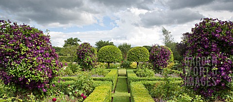 TOPAIRY_BUXUS_AND_PRUNUS_LUSITANICA_WITH_CLEMATIS_JACKMANII_AT_WILKINS_PLECK