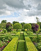 TOPIARY BUXUS AND PRUNUS LUSITANICA WITH CLEMATIS JACKMANII AT WILKINS PLECK