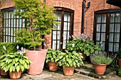 PAVED PATIO AREA WITH TERRACOTTA CONTAINERS OF HOSTAS AND ACER AT WILKINS PLECK