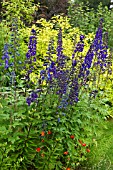 DELPHINIUM MAGIC FOUNTAIN DARK BLUE WITH WHITE BEE