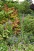 BORDER OF HERBACEOUS PERENNIALS