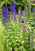 DELPHINIUM MAGIC FOUNTAIN DARK BLUE WITH WHITE BEE, AT YARLET HOUSE STAFFORDSHIRE
