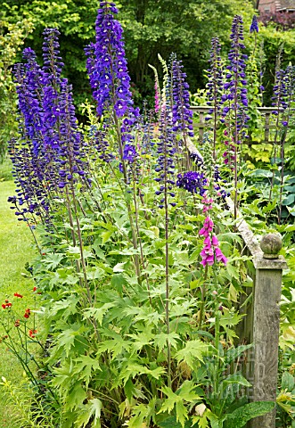 DELPHINIUM_MAGIC_FOUNTAIN_DARK_BLUE_WITH_WHITE_BEE_AT_YARLET_HOUSE_STAFFORDSHIRE