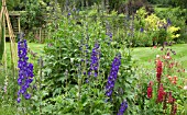 DELPHINIUM MAGIC FOUNTAIN DARK BLUE WITH WHITE BEE, AT YARLET HOUSE STAFFORDSHIRE