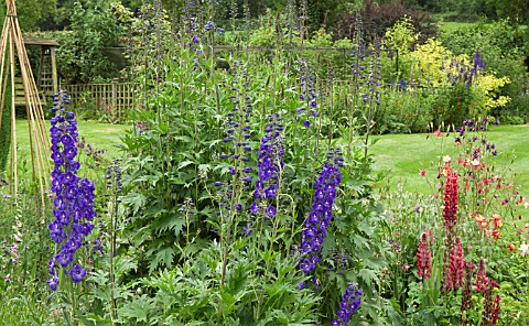 DELPHINIUM_MAGIC_FOUNTAIN_DARK_BLUE_WITH_WHITE_BEE_AT_YARLET_HOUSE_STAFFORDSHIRE