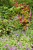 BORDER OF HERBACEOUS PERENNIALS