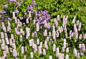 PERSICARIA BISTORTA SUPERBUM, SYN. POLYGONUM BISTORTA