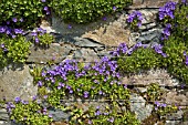 CAMPANULA POSCHARSKYANA GROWING IN STONE WALL