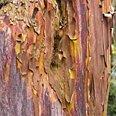 ARBUTUS X ANDRACHNOIDES