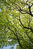 SUNLIGHT SHINNING THROUGH CANOPY OF TREE