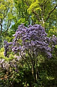 RHODODENDRON AUGUSTINII