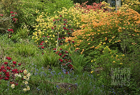 DELL_WITH_STREAM_WATERFALL_AND_ROCK_GARDEN__RHODODENDRONS_AND_AZALEAS