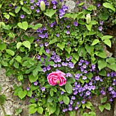 CAMPANULA POSCHARSKYANA WITH ROSA ADAM MESSERICH