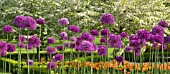 ALLIUM HOLLANDICUM PURPLE SENSATION