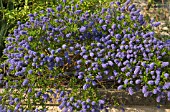 CEANOTHUS PIN CUSHION