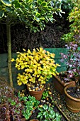 ACERS IN TERRACOTTA POTS