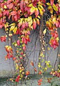 PARTHENOCISSUS QUINQUEFOLIA