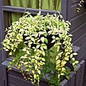 VINCA MINOR ILLUMINATION IN HANGING BASKET