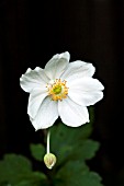 ANEMONE HONORINE JOBERT