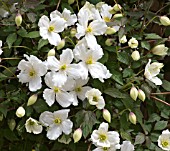 CLEMATIS MONTANA GRANDIFLORA