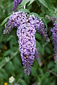 BUDDLEJA DAVIDII EMPIRE BLUE