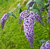 BUDDLEJA DAVIDII EMPIRE BLUE