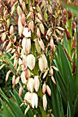 YUCCA BUDS