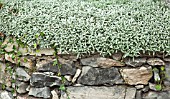 CERASTIUM GROWING ON TOP OF STONE WALL